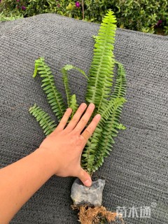 高度25厘米排骨草