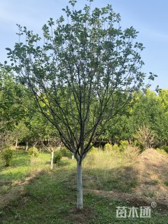 12公分八棱海棠