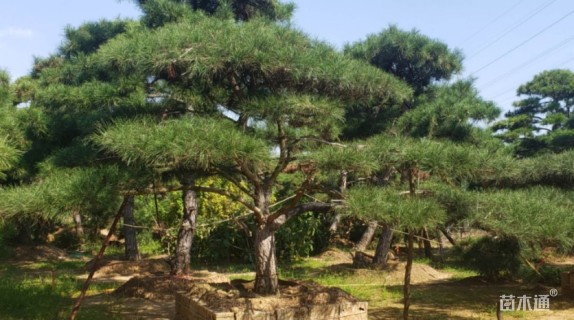 精品造型油松