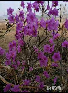 高度70厘米迎红杜鹃