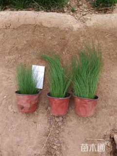 高度35厘米细叶针芒