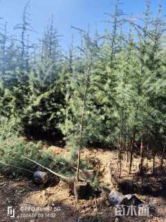 高度150厘米雪松