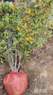 高度150厘米玫瑰