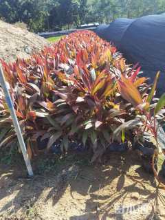 高度28厘米红叶朱蕉