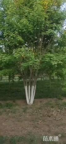 高度900厘米丛生五角枫