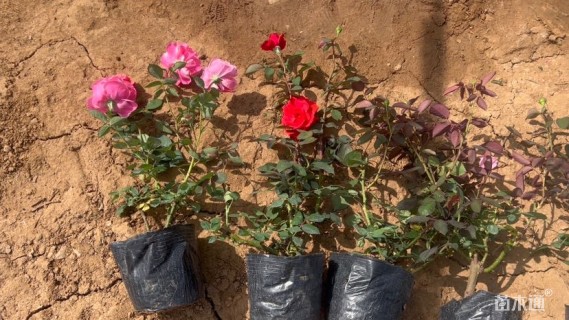 高度15厘米月季