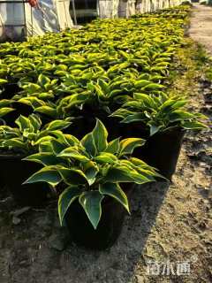 高度20厘米玉簪