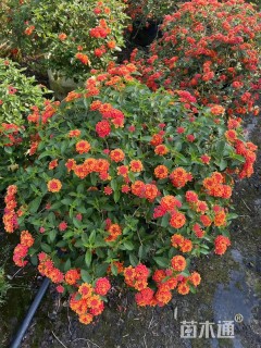 高度80厘米福禄考