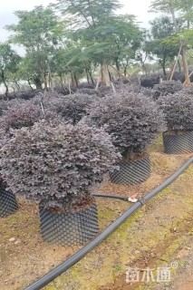 高度100厘米红花继木