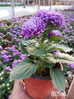 高度20厘米翠菊