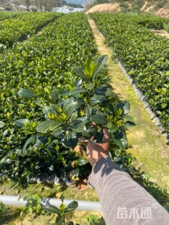 高度25厘米大叶栀子