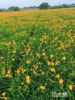 高度30厘米金娃娃萱草