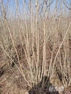 高度2.5厘米丛生紫荆