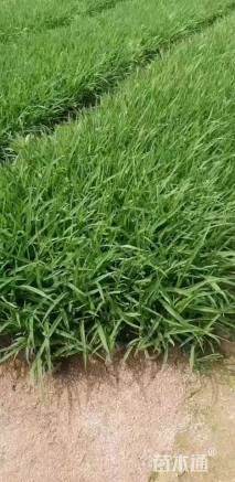 高度20厘米大花萱草