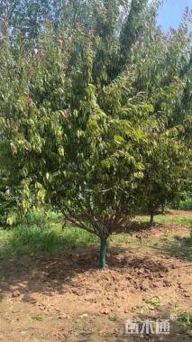 10公分红叶碧桃