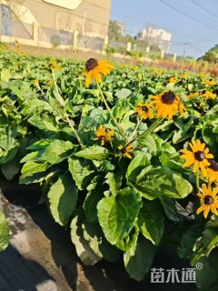 高度70厘米金光菊