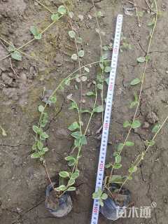 高度40厘米花叶景天