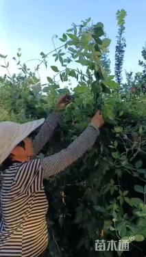 1.2厘米风车茉莉