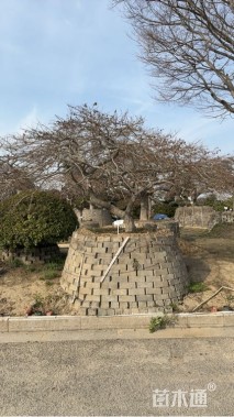 高度150厘米羽毛枫