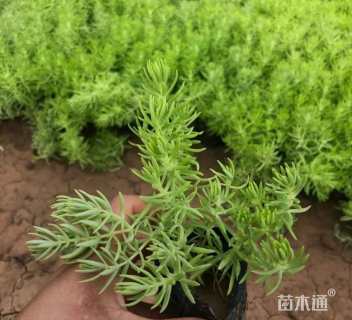 高度20厘米金叶佛甲草