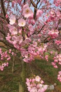 4公分江户彼岸樱