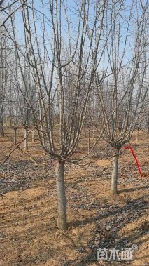 12公分垂丝海棠