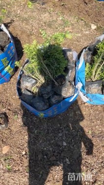 高度20厘米米兰