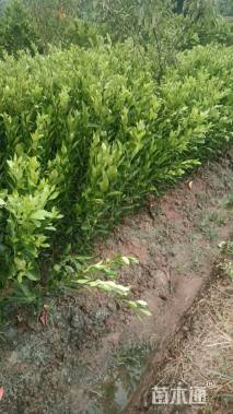 高度30厘米柑橘