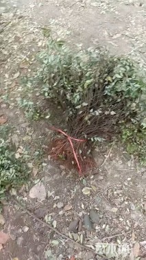 高度50厘米绣线菊