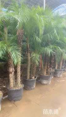 裸干高100厘米美丽针葵