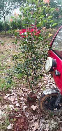 高度80厘米红叶石楠篱笆