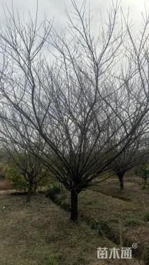 10公分骨里红梅