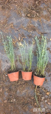 高度30厘米柳叶星河