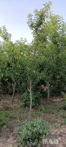 高度200厘米李子树