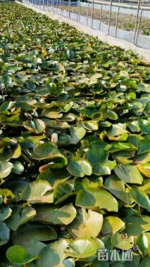 高度30厘米睡莲