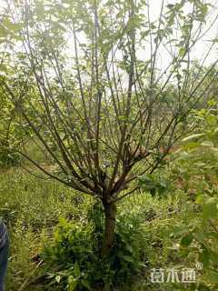 高度250厘米蜡梅