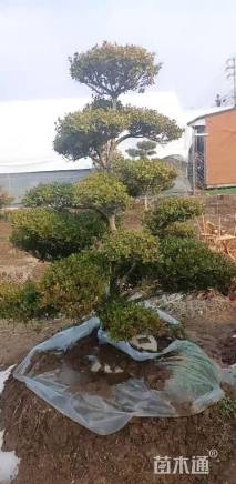 10公分造型黄杨