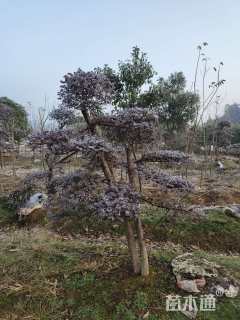 高度150厘米红花继木