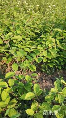 高度30厘米木绣球