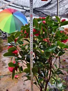 高度70厘米四季茶花