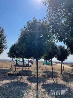 7公分高杆红叶石楠