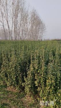 高度160厘米北海道黄杨