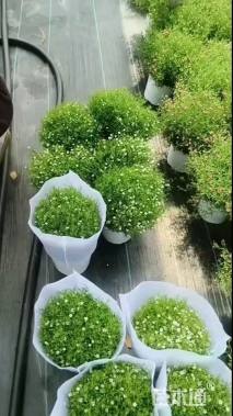 高度15厘米满天星