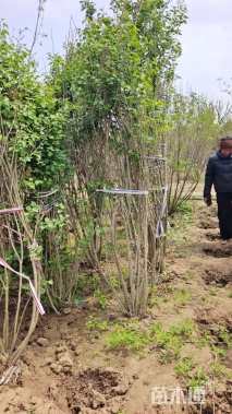 高度200厘米丛生丁香