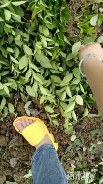 高度30厘米金森女贞小苗