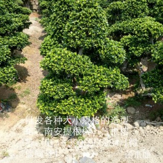 造型小叶榕