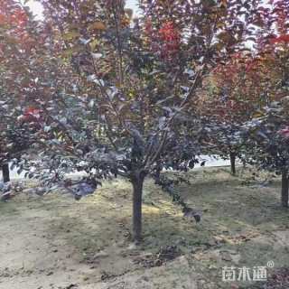 高度200厘米丛生紫叶李