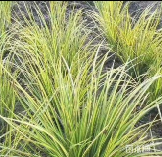 高度10厘米金叶石菖蒲