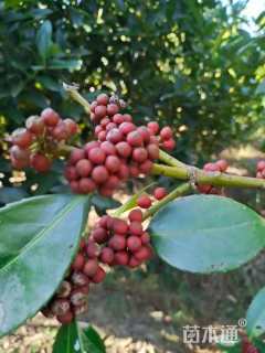 15公分红果冬青