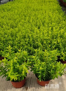 高度15厘米满天星